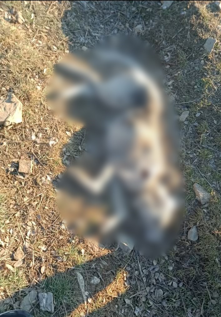 Burdur&rsquo;da k&ouml;peklerin silahla &ouml;ld&uuml;r&uuml;ld&uuml;ğ&uuml; iddialarına valilikten a&ccedil;ıklama
