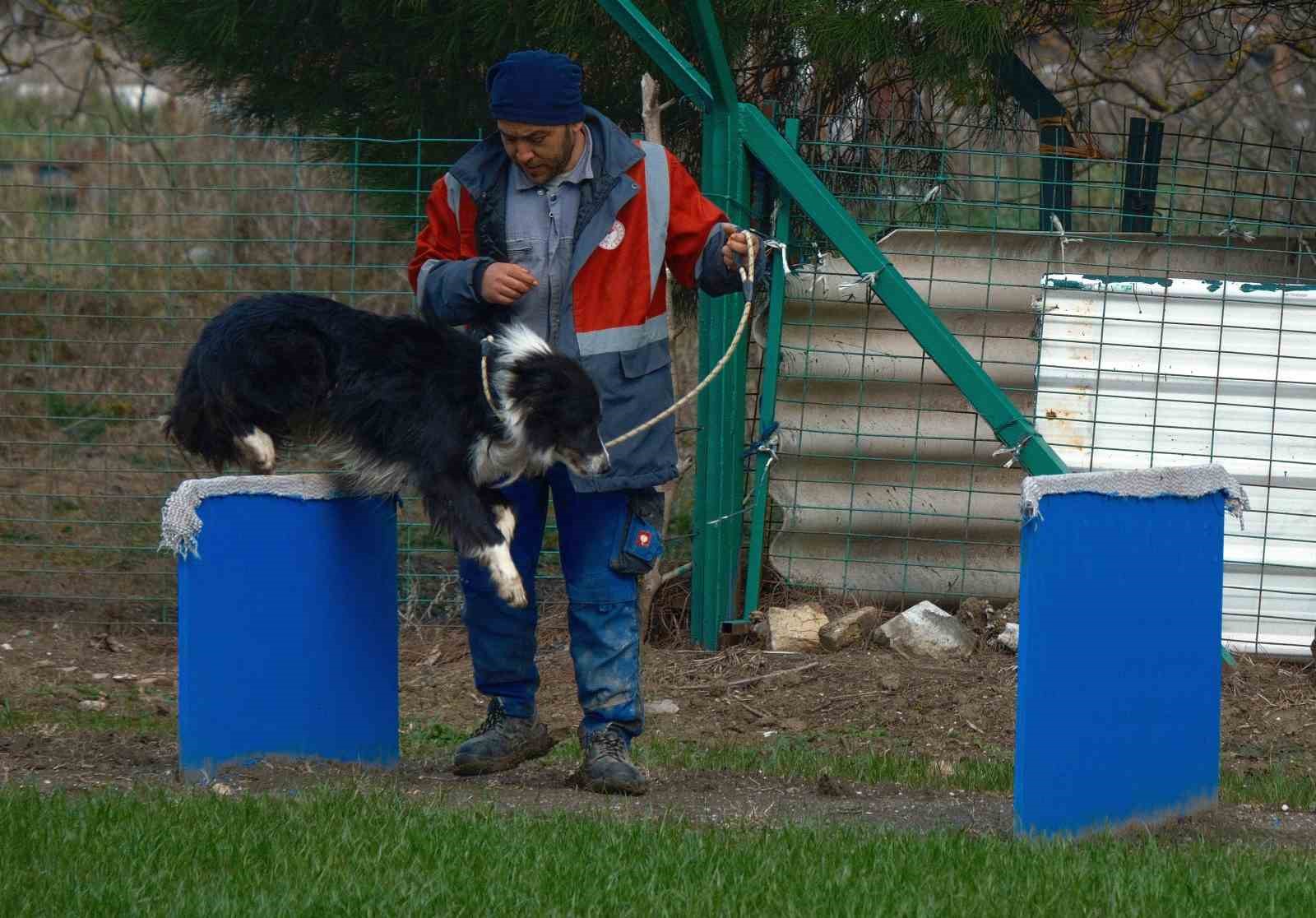 Kangal ve akbaştan sonra çobanlara hareketli ve heyecanlı yeni bir yardımcı geliyor
