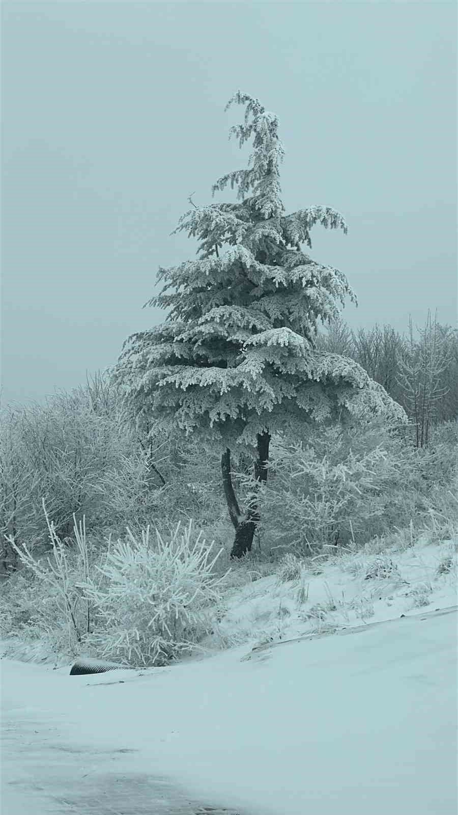 Istranca ormanlarında kar manzaraları
