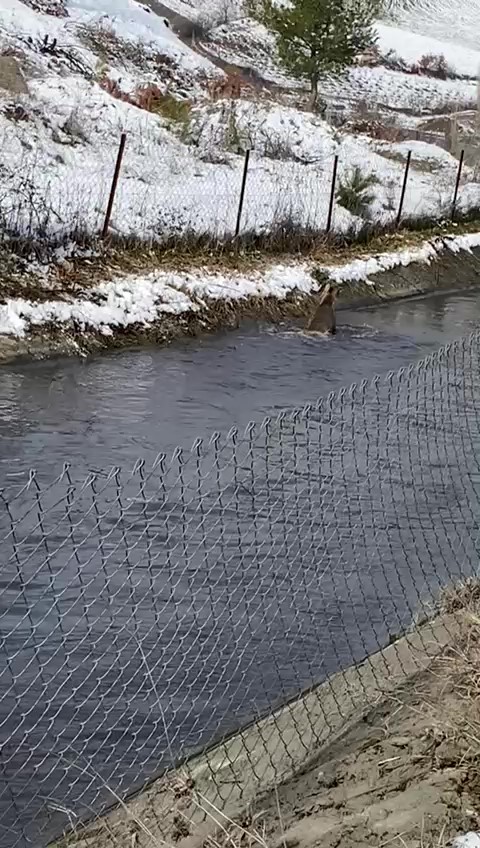Amasya&rsquo;da su kanalına d&uuml;şen karacayı avcılar kurtardı
