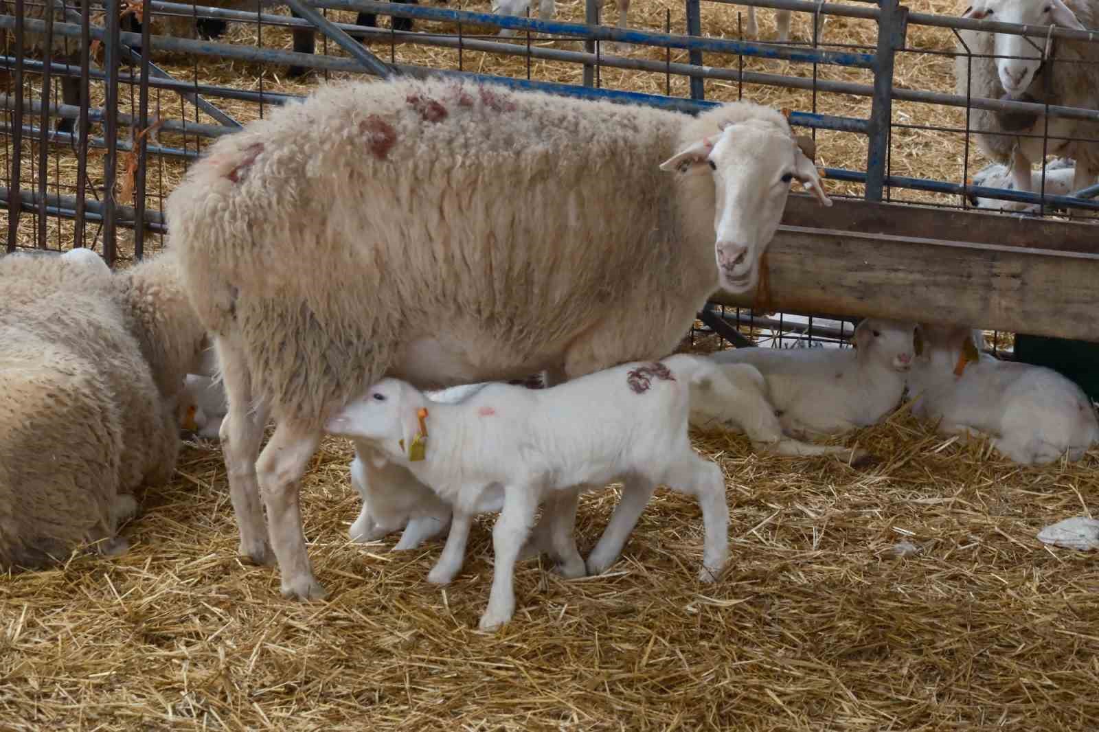 Bursa&rsquo;da k&uuml;&ccedil;&uuml;kbaşa y&ouml;nelik &ouml;nemli bir proje hayata ge&ccedil;iyor
