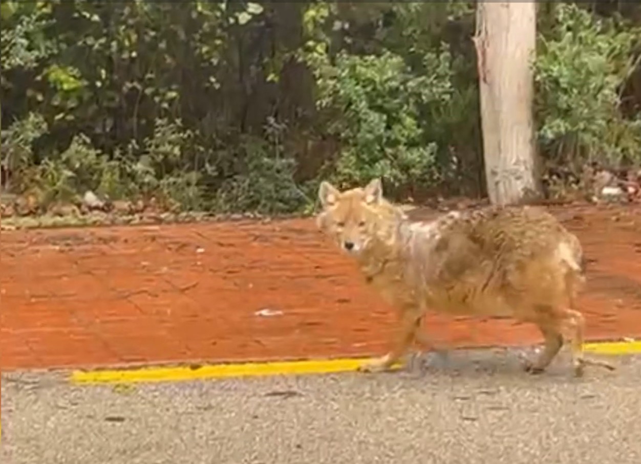 Sinop’un ’gurme’ çakalı: Leblebiyi beğenmedi, fındığa koştu