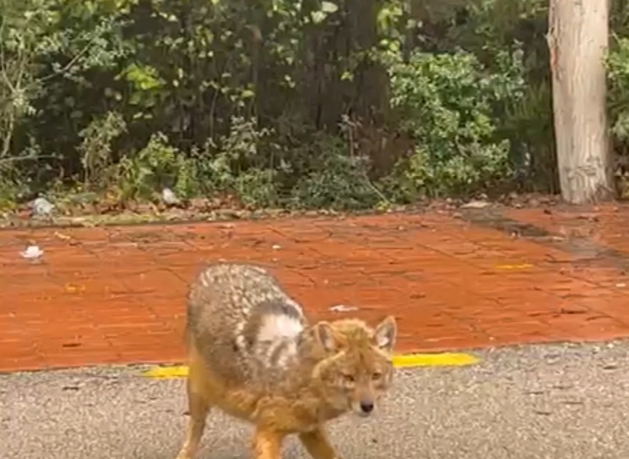 Sinop&rsquo;un &rsquo;gurme&rsquo; &ccedil;akalı: Leblebiyi beğenmedi, fındığa koştu
