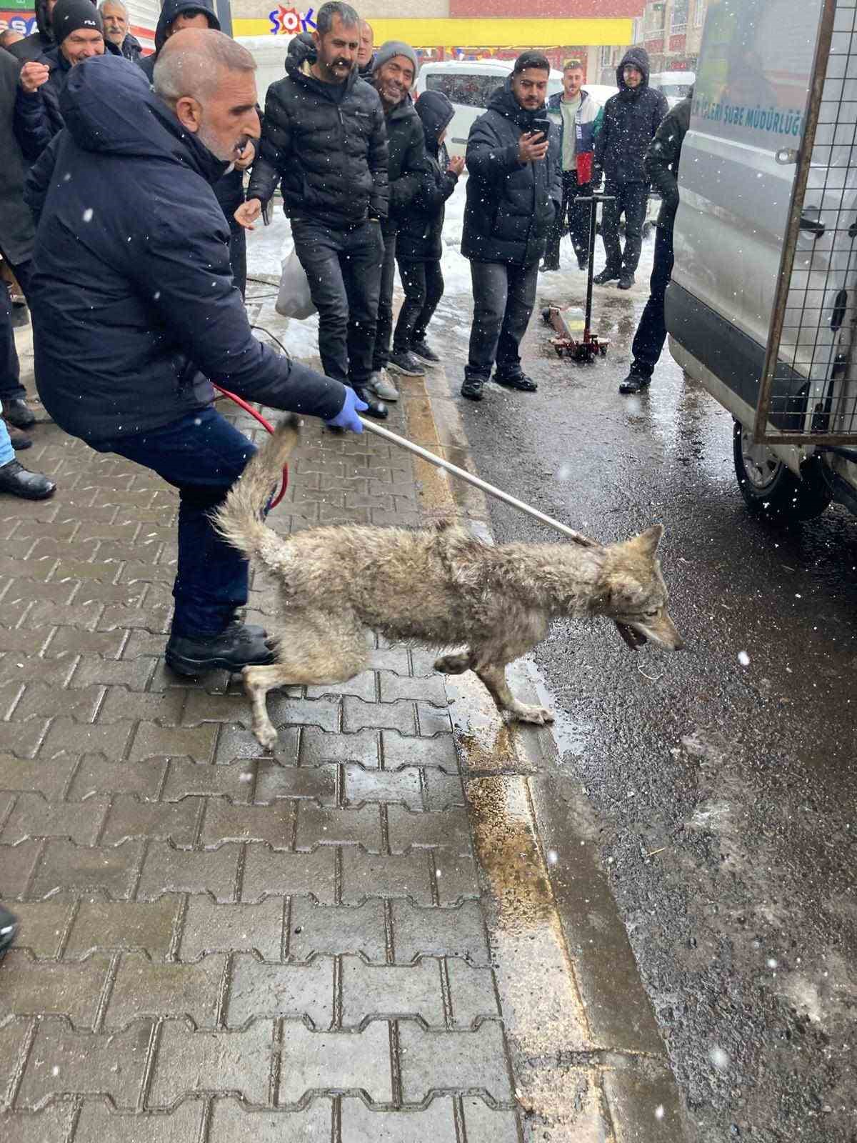 Lastik&ccedil;iye giren kurt paniğe neden oldu
