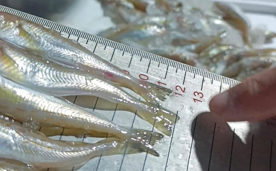 Sansun&rsquo;da ka&ccedil;ak avlanan 2,6 ton mezgide el konuldu
