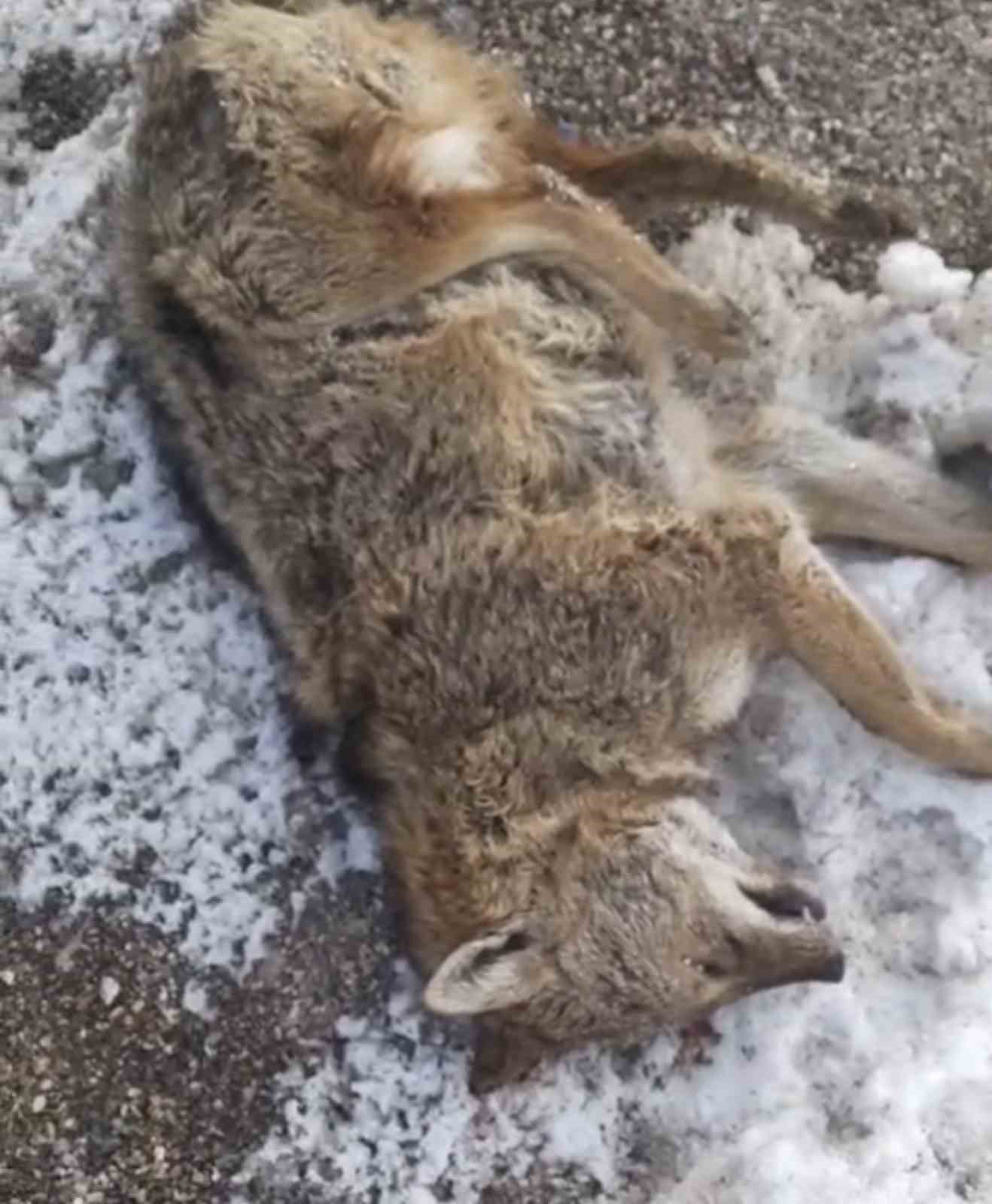 Aracın çarptığı kurt telef oldu