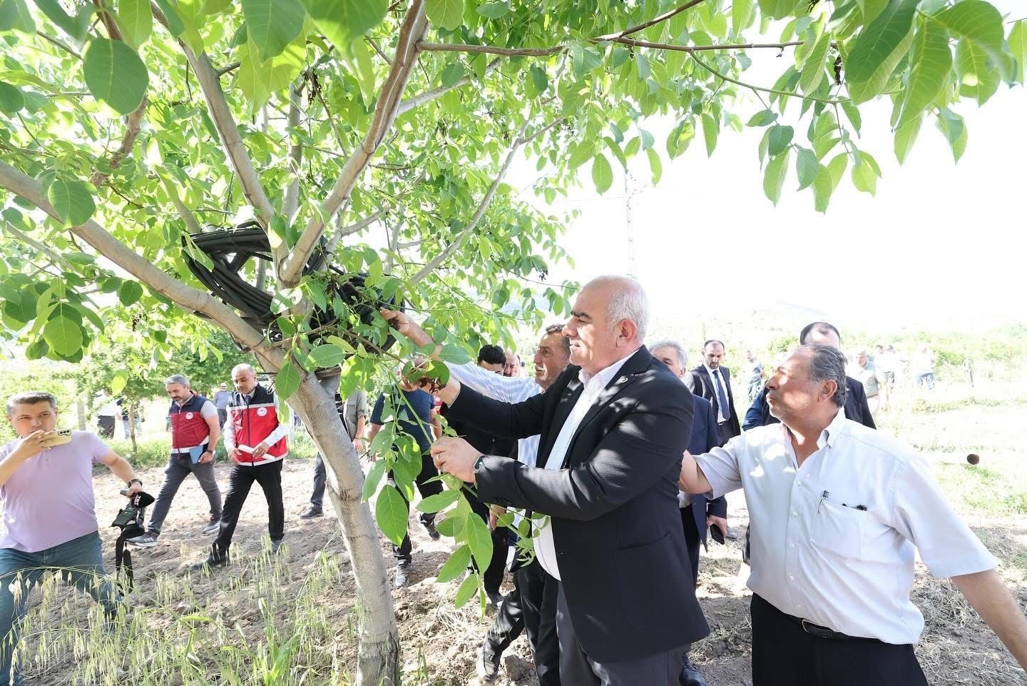 Trabzon hurması, dut ve incire destek &ouml;demesi başladı
