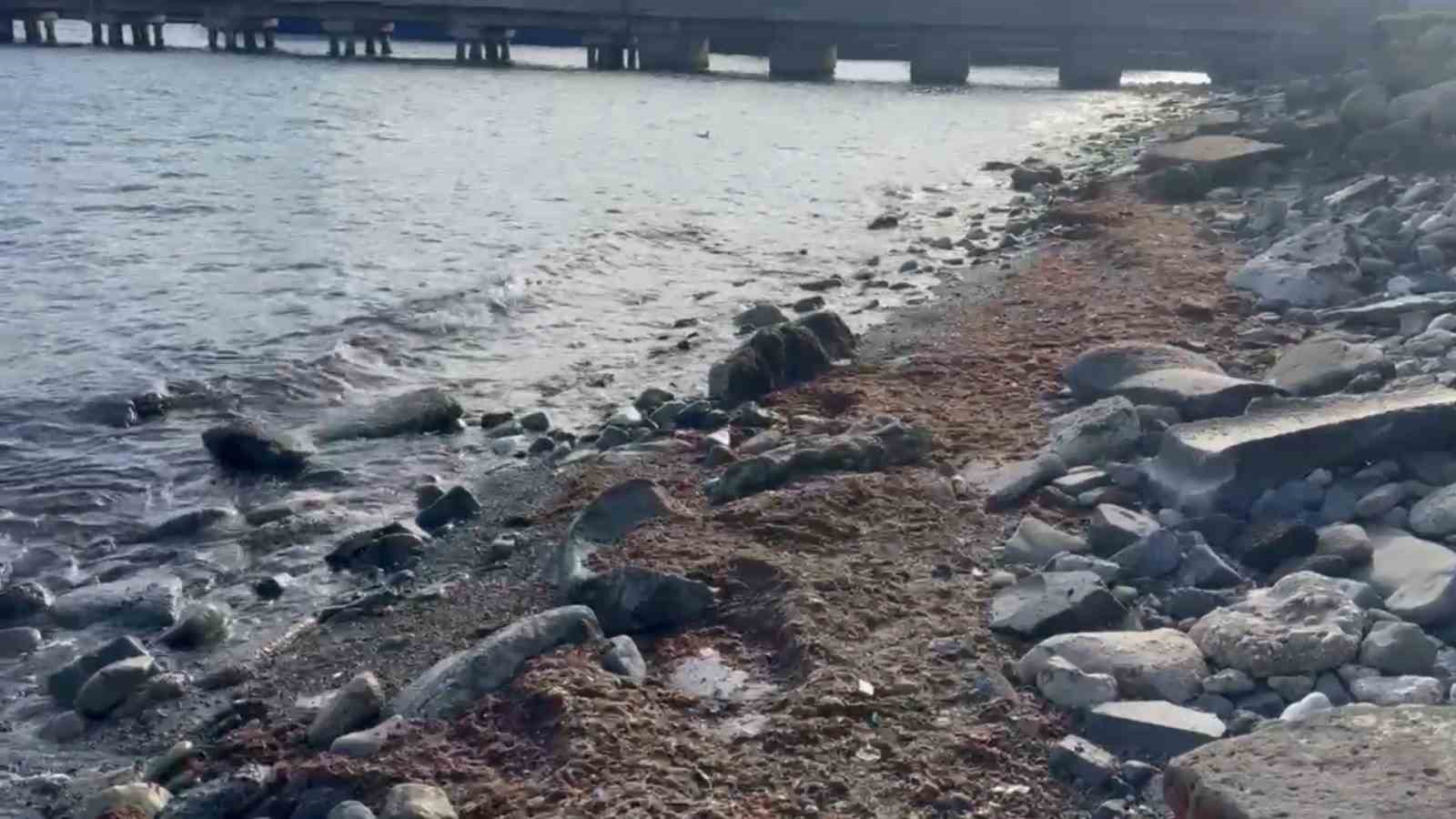 Tekirdağ&rsquo;da lodosta sahili kırmızı yosunlar kapladı
