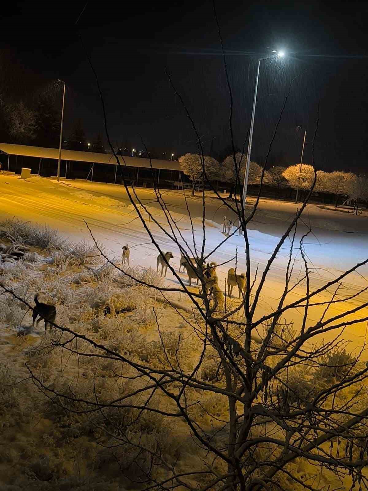 Kayseri&rsquo;de sokak k&ouml;peğinin saldırısına uğrayan &ccedil;ocuk yaralandı
