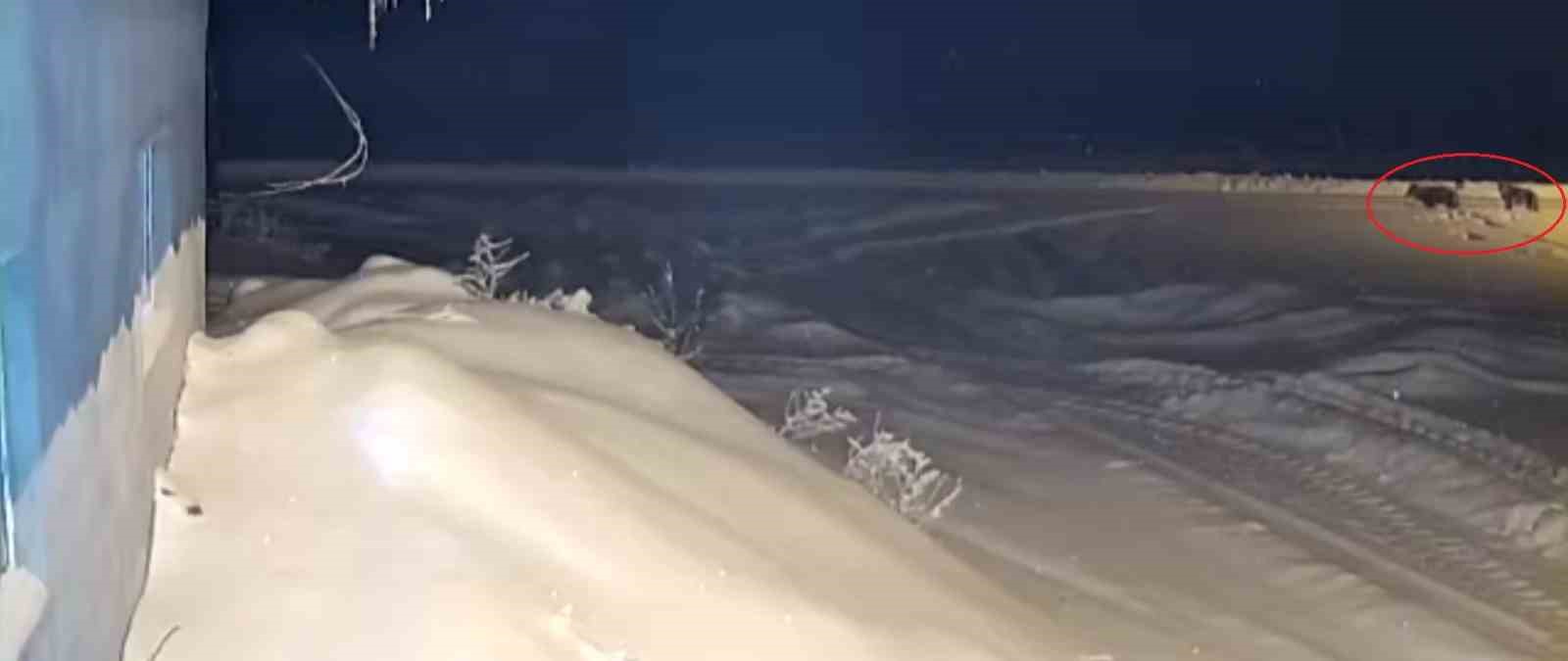 Bayburt&rsquo;ta kurt s&uuml;r&uuml;s&uuml;n&uuml;n k&ouml;peği kovaladığı anlar kamerada
