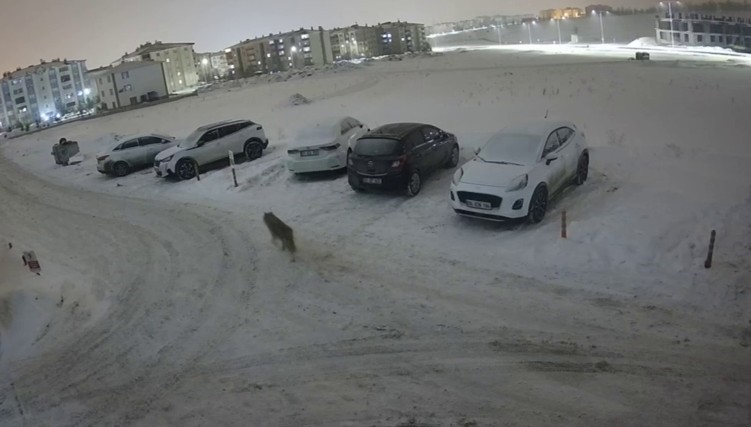 Erzurum&rsquo;da kurt kent merkezine indi
