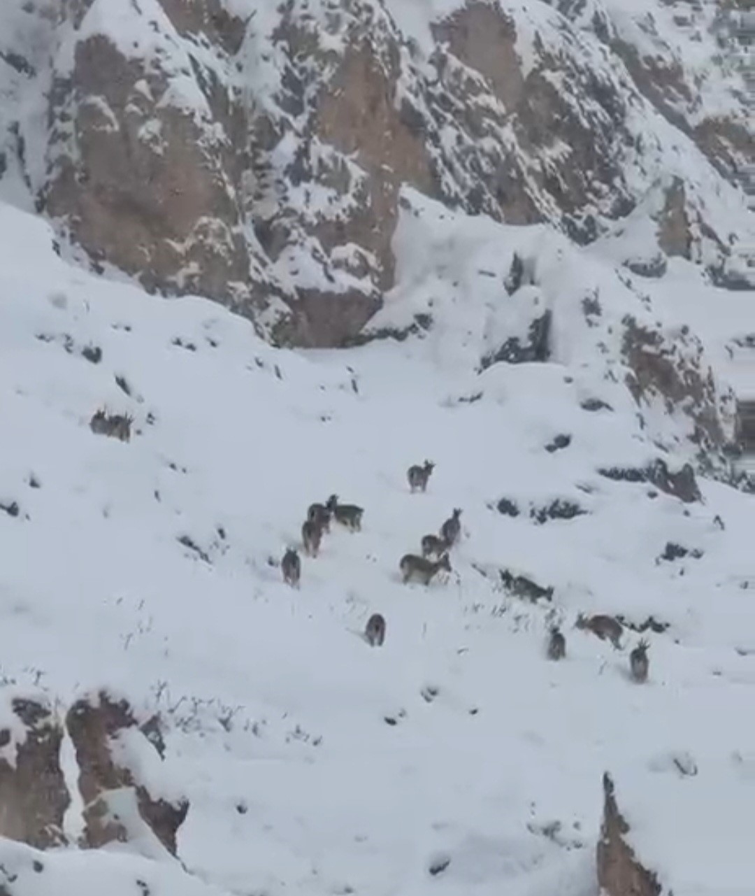 Kar üzerinde otlanan dağ keçileri sürü halinde görüntülendi