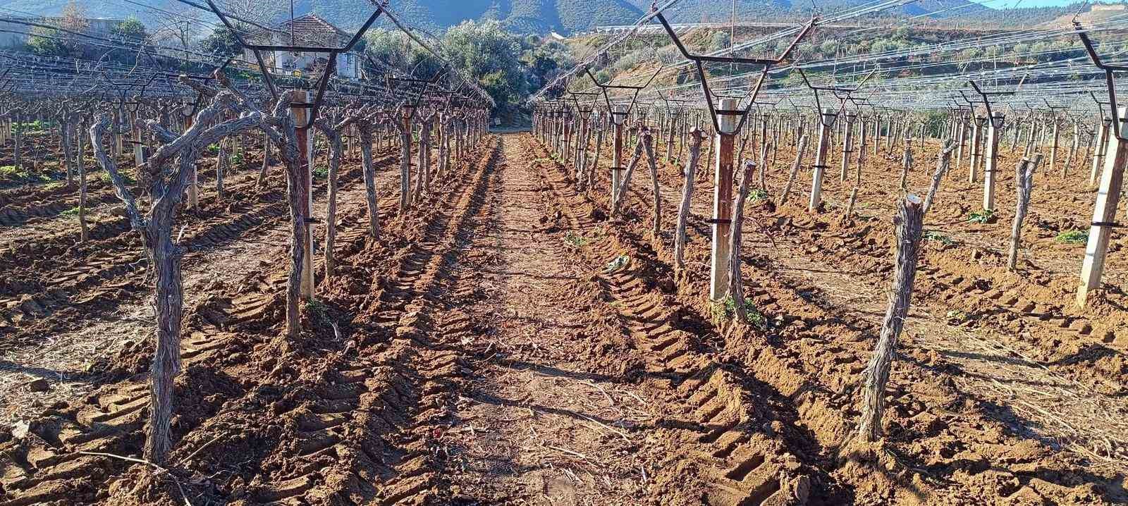 &Uuml;z&uuml;m &uuml;reticisi yenilik peşinde
