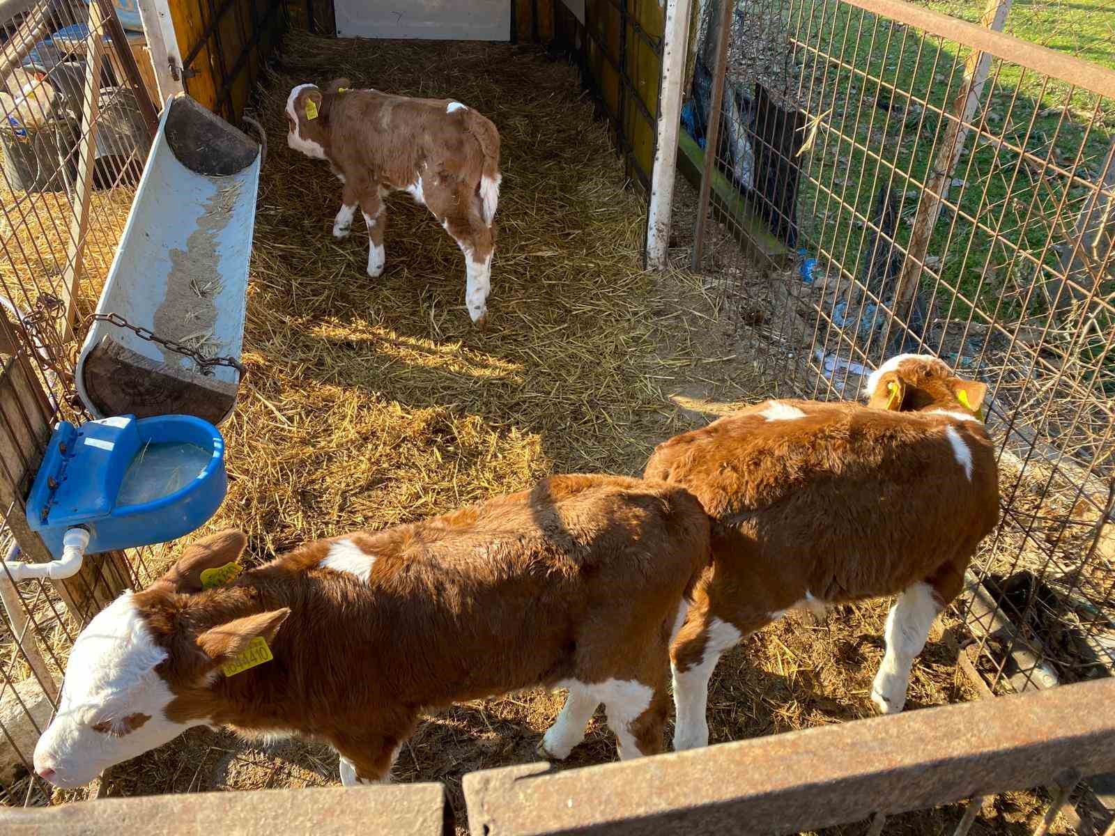 Edirne&rsquo;nin Orhaniye k&ouml;y&uuml;nde &uuml;&ccedil;&uuml;z buzağı d&uuml;nyaya geldi
