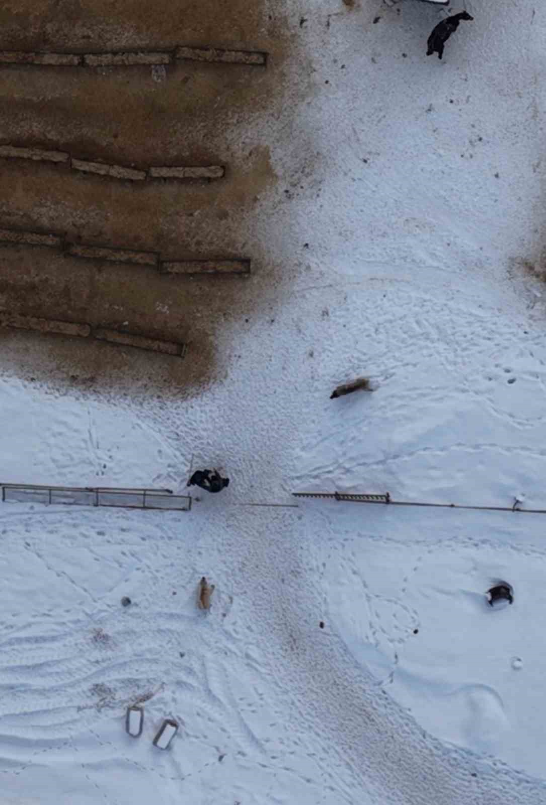 Elazığ&rsquo;da doğaseverin k&ouml;peklerle zor anları dron kamerasında
