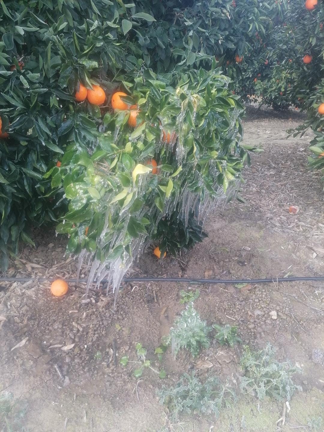 Adana’da portakal ağaçları buz tuttu