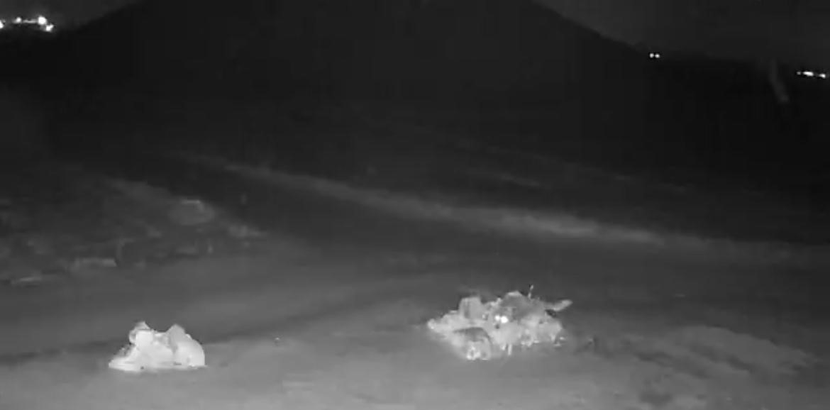 Aç kalan kurtlar köye indi