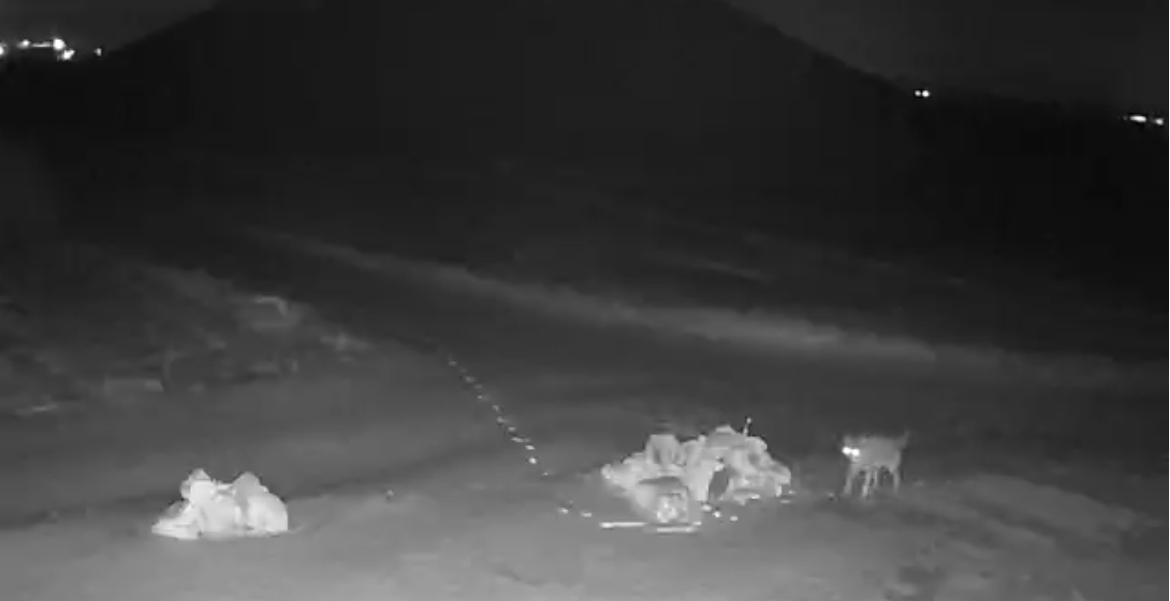 A&ccedil; kalan kurtlar k&ouml;ye indi
