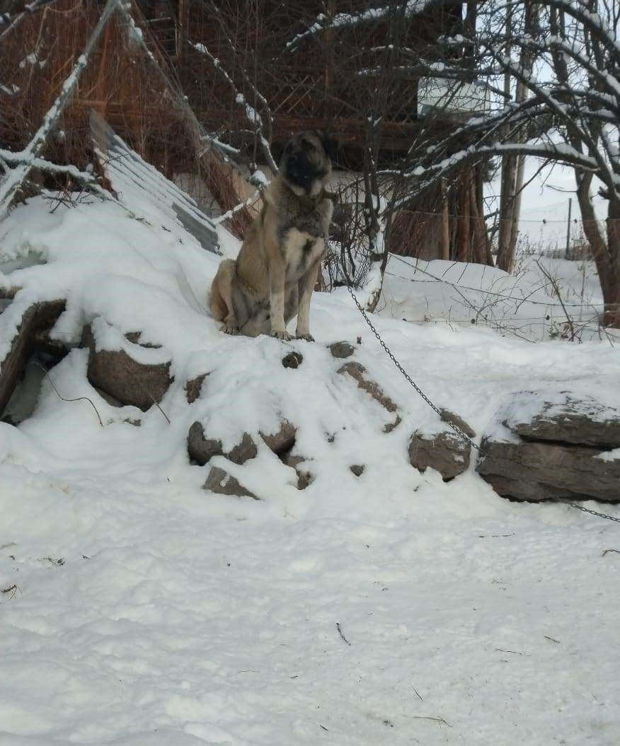 Artvin&rsquo;de cesur bek&ccedil;i k&ouml;peği 6 kurda meydan okudu
