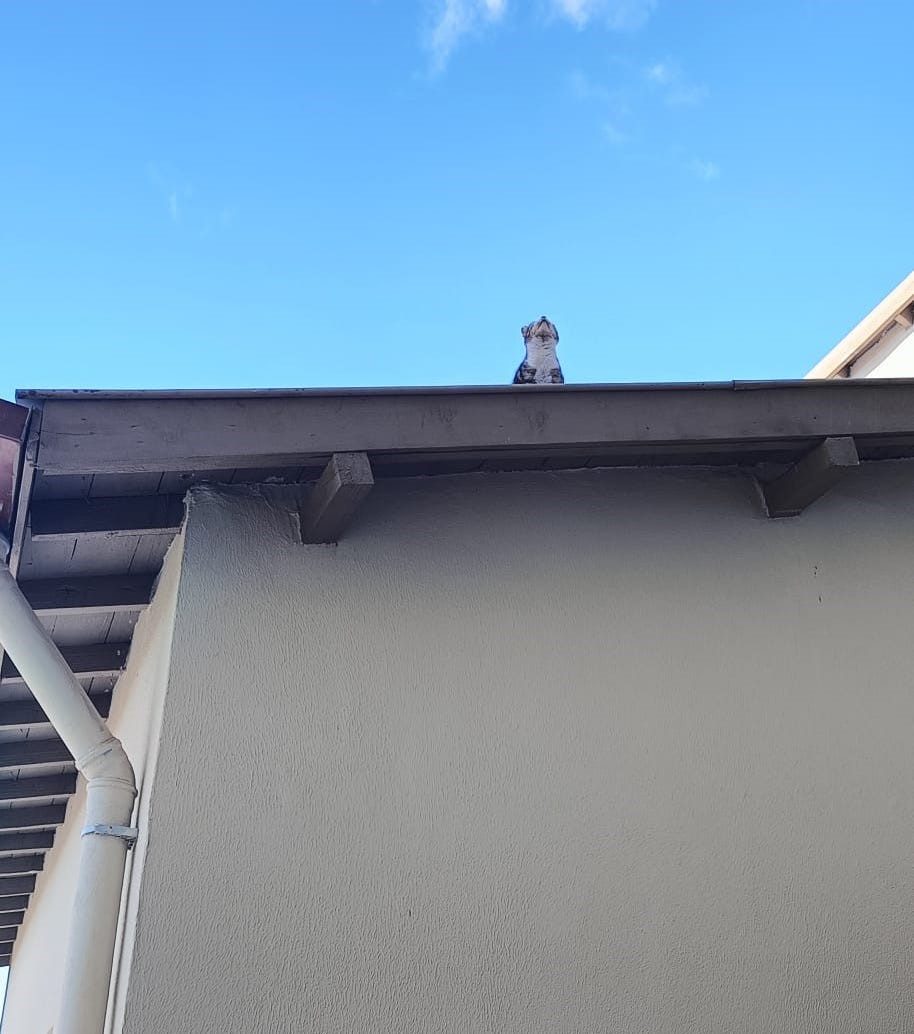 &Ccedil;orum&rsquo;da binanın &ccedil;atısında mahsur kalan kediyi itfaiye ekibi kurtardı
