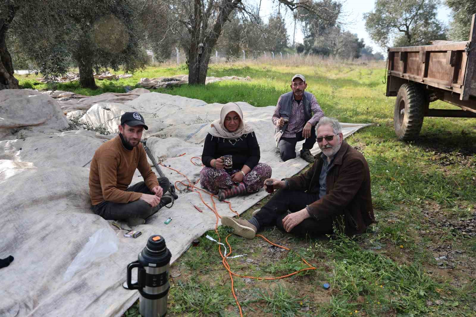 Aydın’da piknik havasında zeytin hasadı
