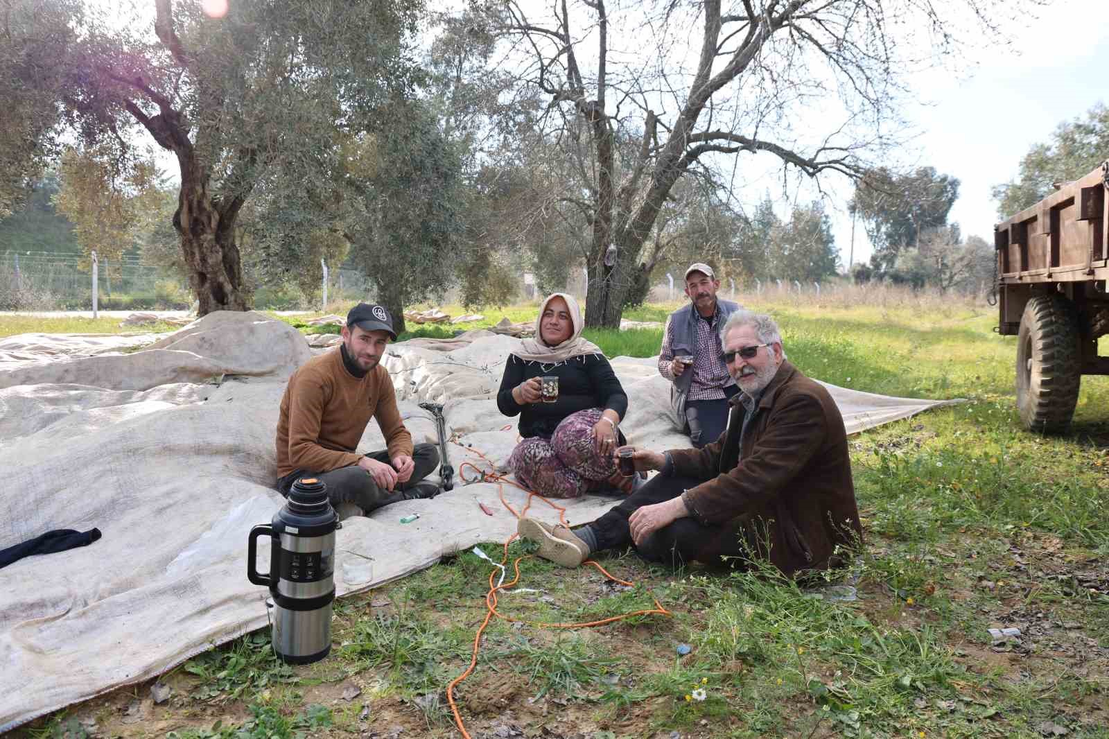 Aydın&rsquo;da piknik havasında zeytin hasadı
