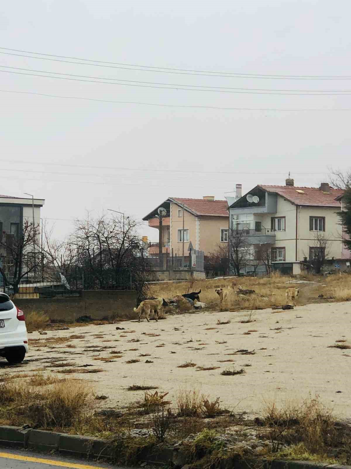 Sahipsiz k&ouml;peklerin saldırısına uğrayan kadını kurtaran Nurten G&uuml;ven: "Biz olmasaydık kadının m&uuml;cadelesi zor olacaktı"
