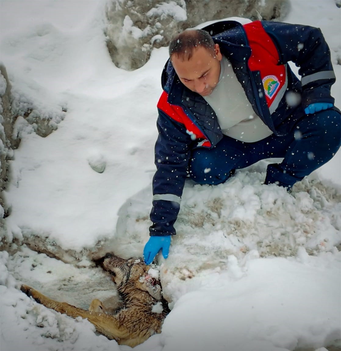 Yaralı halde bulunan kurt tedavi altına alındı