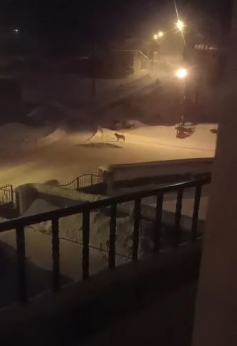 K&ouml;y&uuml;n k&acirc;busu olan kurtlar i&ccedil;in araziye yiyecek bırakıldı
