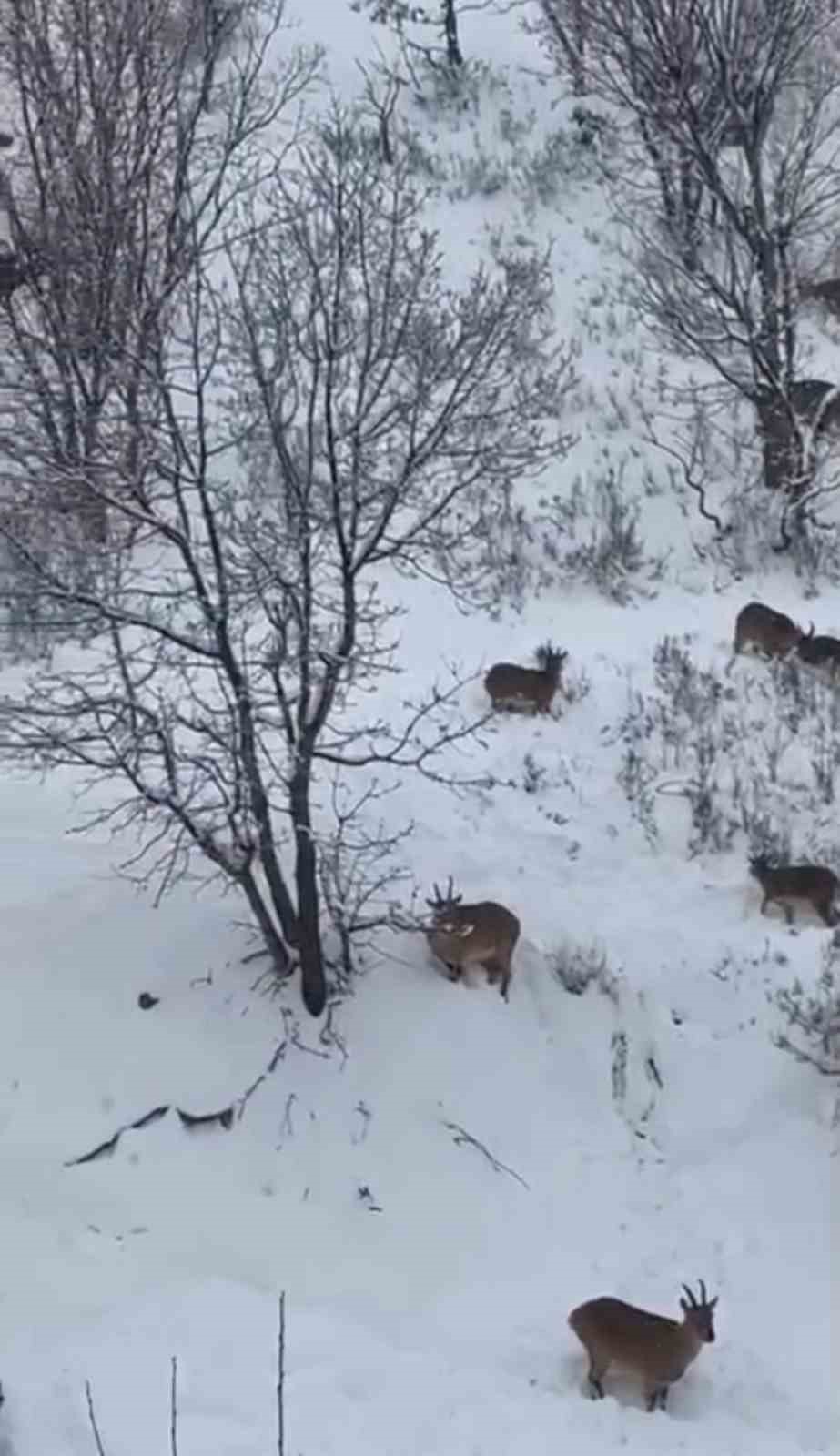 Siirt’te yaban keçileri sürü halinde görüntülendi