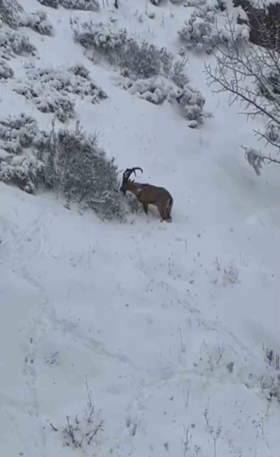 Siirt’te yaban keçileri sürü halinde görüntülendi