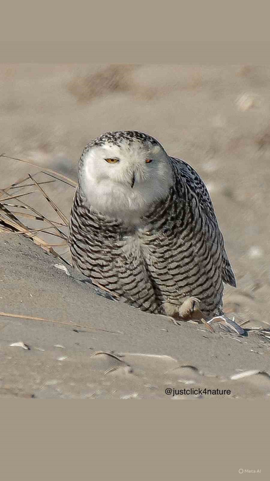 İzmirli doğa fotoğraf&ccedil;ısı Şimşek, Amerika&rsquo;da kar baykuşunu fotoğraflamayı başardı
