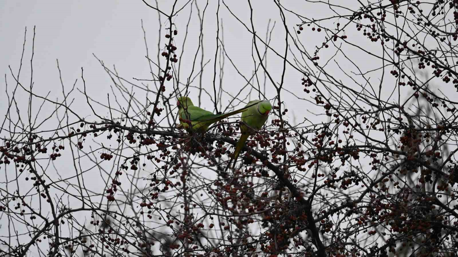 Şirintepe Mahallesi&rsquo;nde renkli g&ouml;r&uuml;nt&uuml;ler: Papağanlar parkı mesken tuttu

