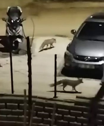 A&ccedil; kalan tilkiler yerleşim yerlerine indi
