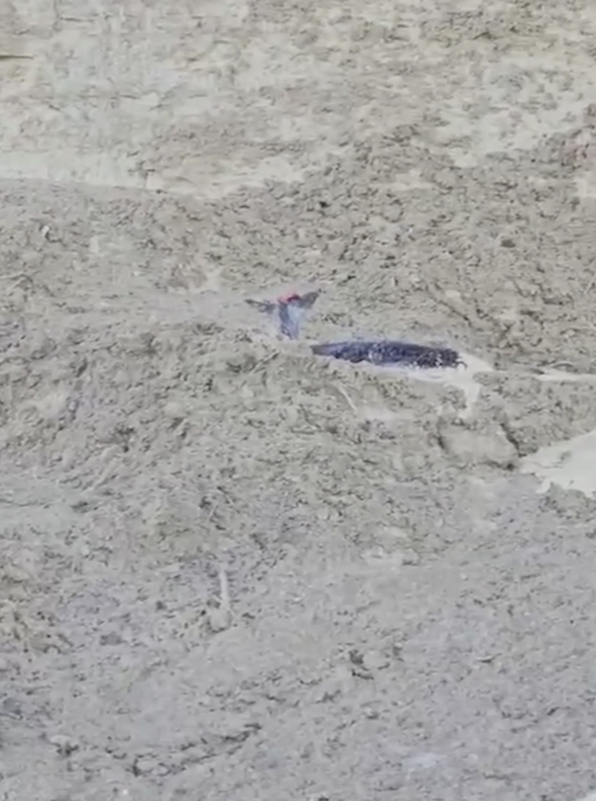 Çamura saplanan karaca için ekipler seferber oldu