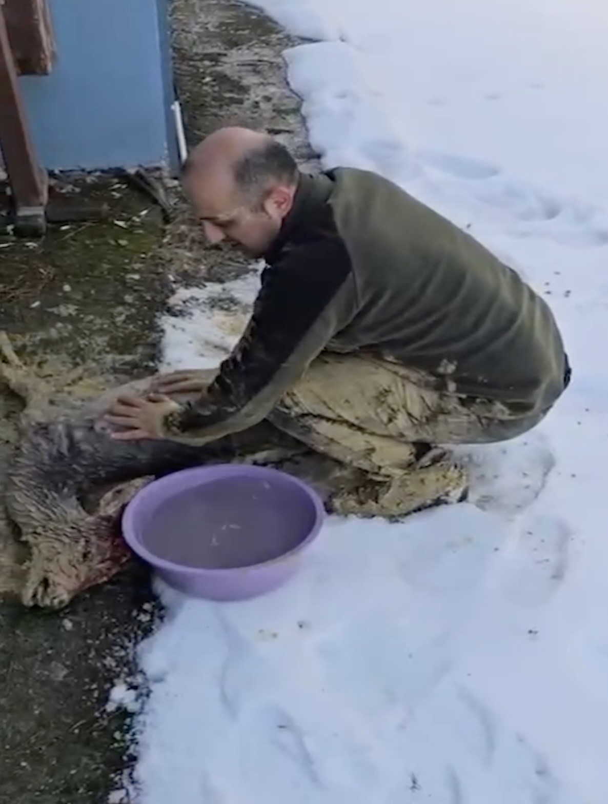 &Ccedil;amura saplanan karaca i&ccedil;in ekipler seferber oldu
