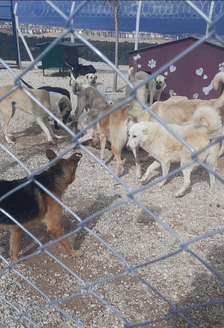 Barınakta aç ve susuz bırakılan köpeklerin birbirini parçaladığı iddiası