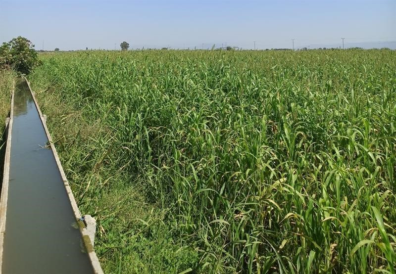 Aydın&rsquo;da kaba yem &uuml;retimi artıyor
