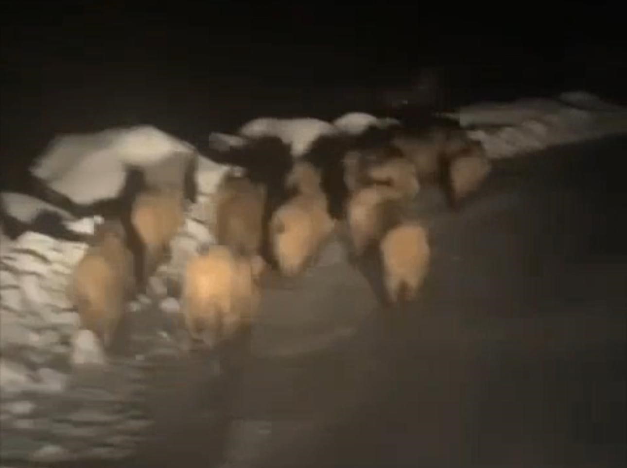 Domuz s&uuml;r&uuml;s&uuml; k&ouml;ye indi
