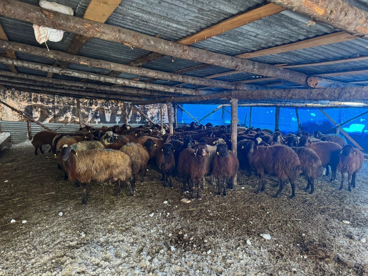 Bayburt&rsquo;ta hayvancılığa yeni başlayan &uuml;reticilere destekler s&uuml;r&uuml;yor
