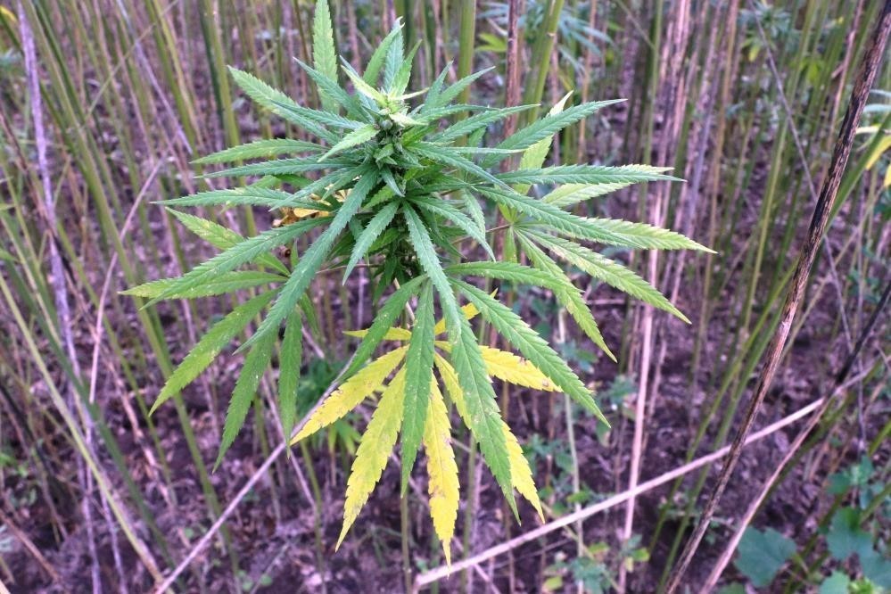 Samsun’da kenevir üretimi için son tarih uyarısı: Başvurular 1 Nisan’da bitiyor
