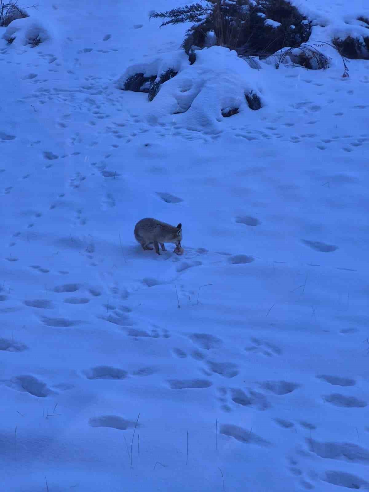 Valilik bah&ccedil;esindeki davetsiz misafir g&uuml;l&uuml;msetti
