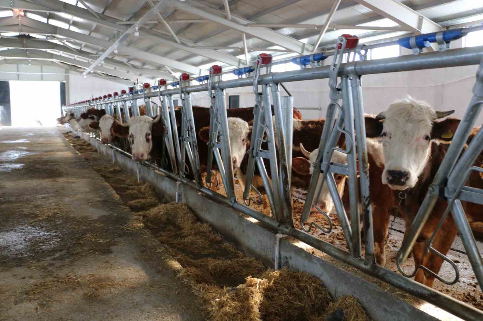 Erzincan’da hibe desteğiyle kurulan tesis üretime başladı