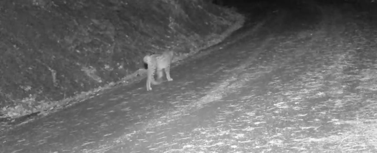 Çankırı’da yaban hayvanlarının karla kaplı doğadaki yaşamı kamerada