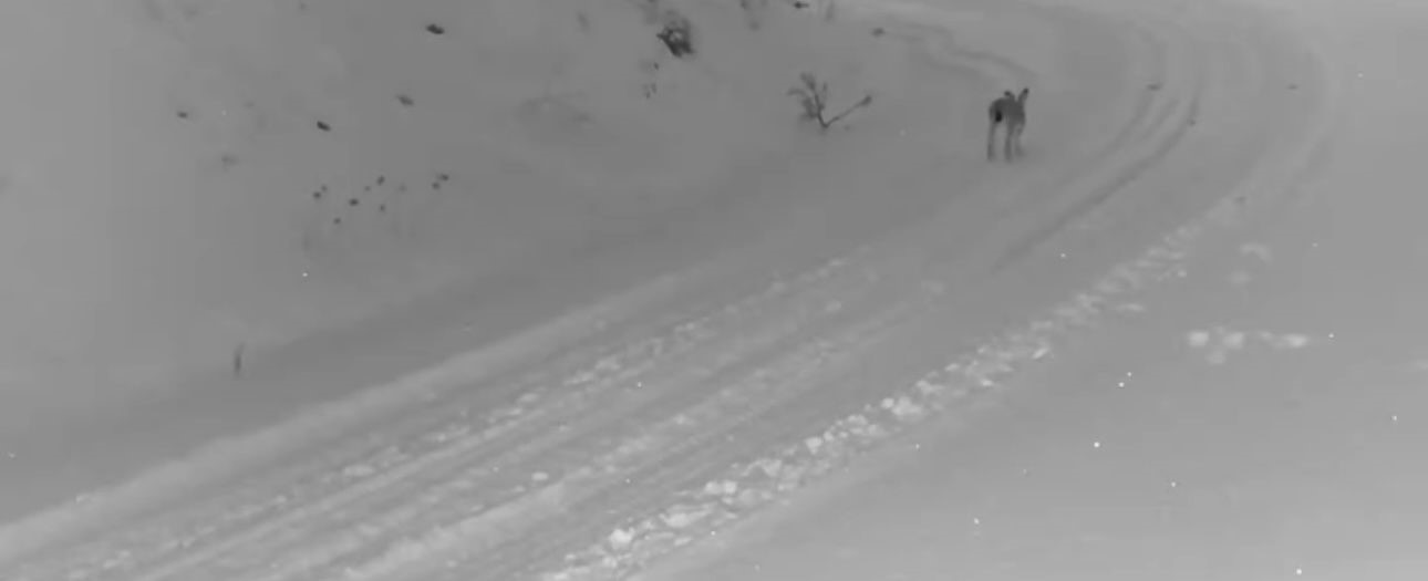 &Ccedil;ankırı&rsquo;da yaban hayvanlarının karla kaplı doğadaki yaşamı kamerada
