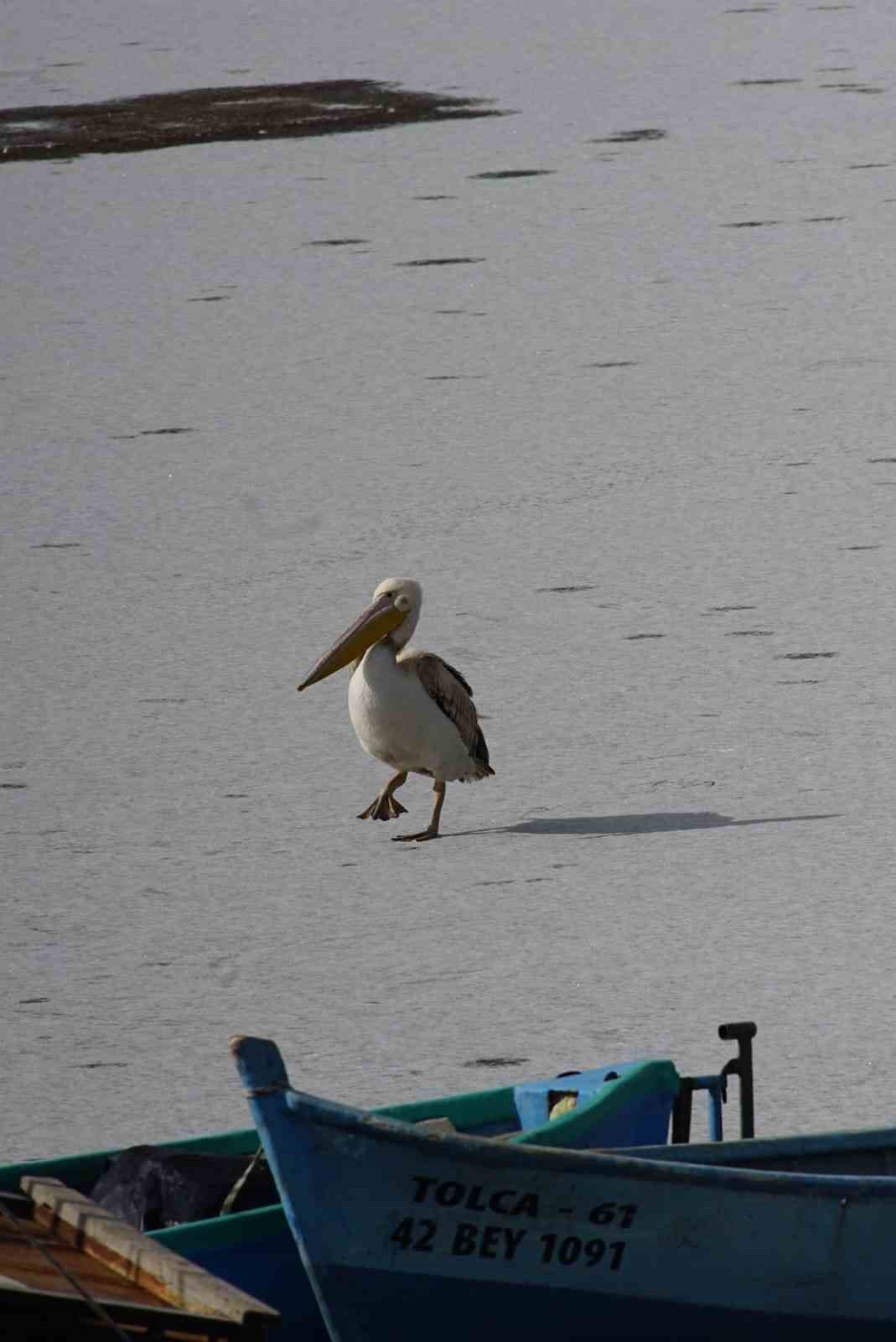 Pelikanlar, kıyıları buzla kaplanan g&ouml;lde g&ouml;r&uuml;nt&uuml;lendi, kuş severler kıyıya akın etti

