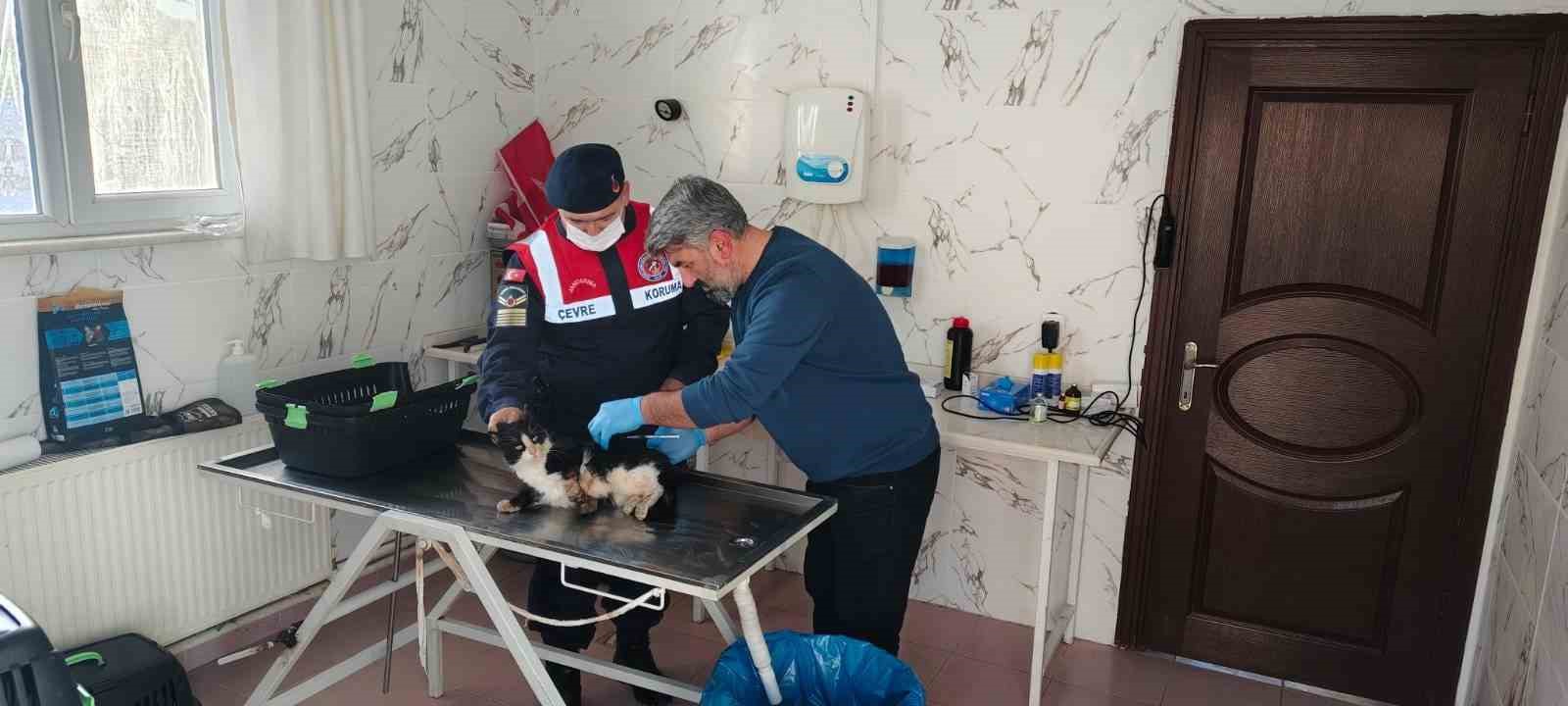 Bacağı kopmak &uuml;zere olan kedi HAYDİ ekiplerince kurtarıldı
