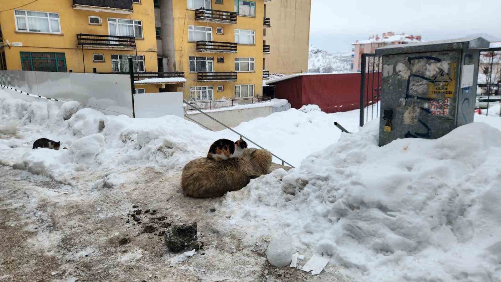 Tunceli’de kedi ile köpeğin dostluğu içleri ısıttı