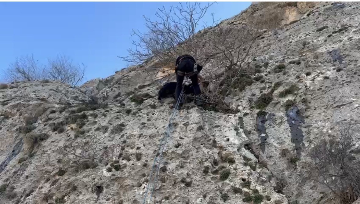 Mardin’de dağda mahsur kalan keçiyi AFAD ekipleri kurtardı