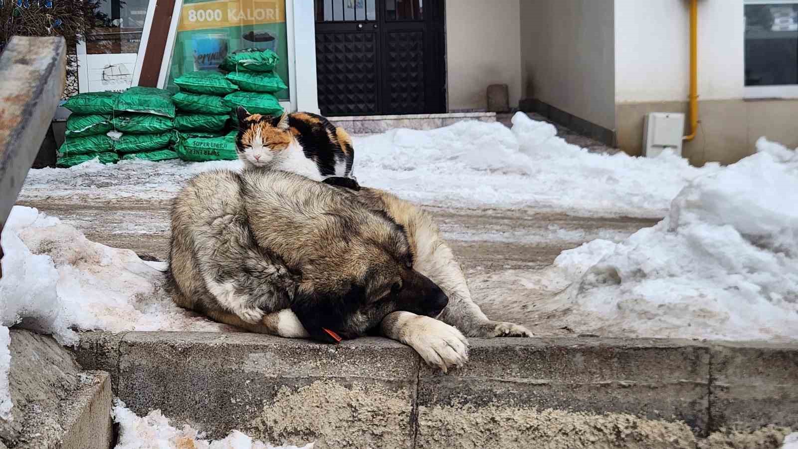 Tunceli’de kedi ile köpeğin dostluğu içleri ısıttı